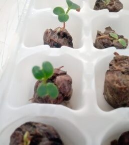 Prototipos físicos BIOSUAT con brotes en una bandeja de propagación