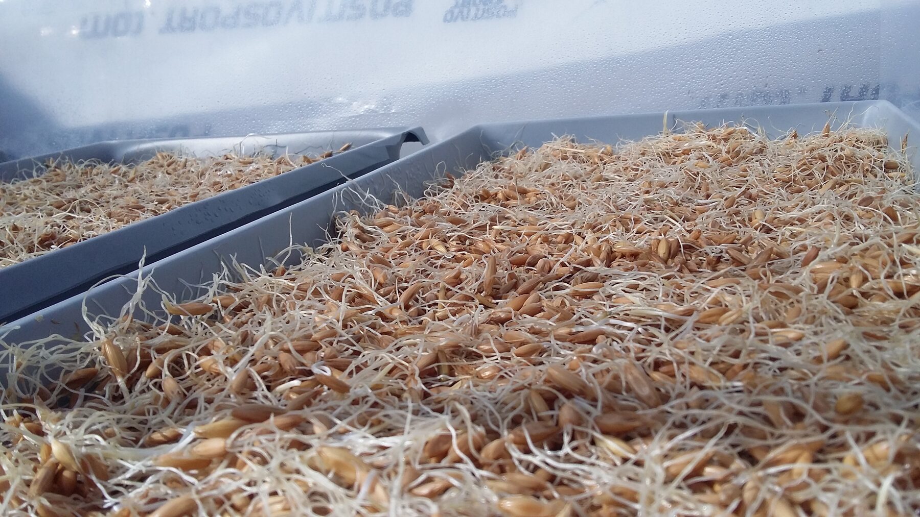 Bandejas de germinación de grano para forraje verde hidropónico