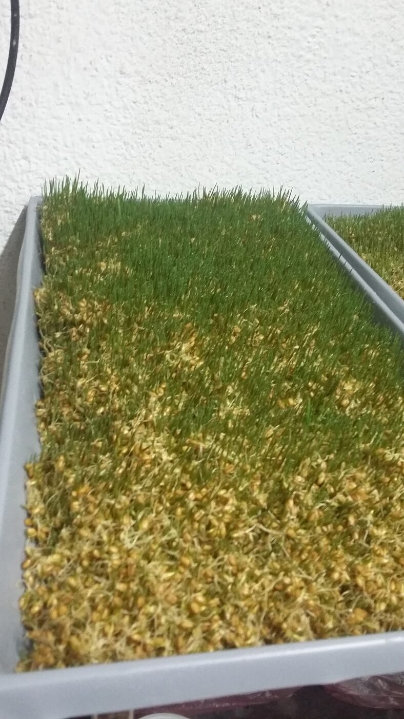 Manto de forraje verde hidropónico creciendo en una bandeja