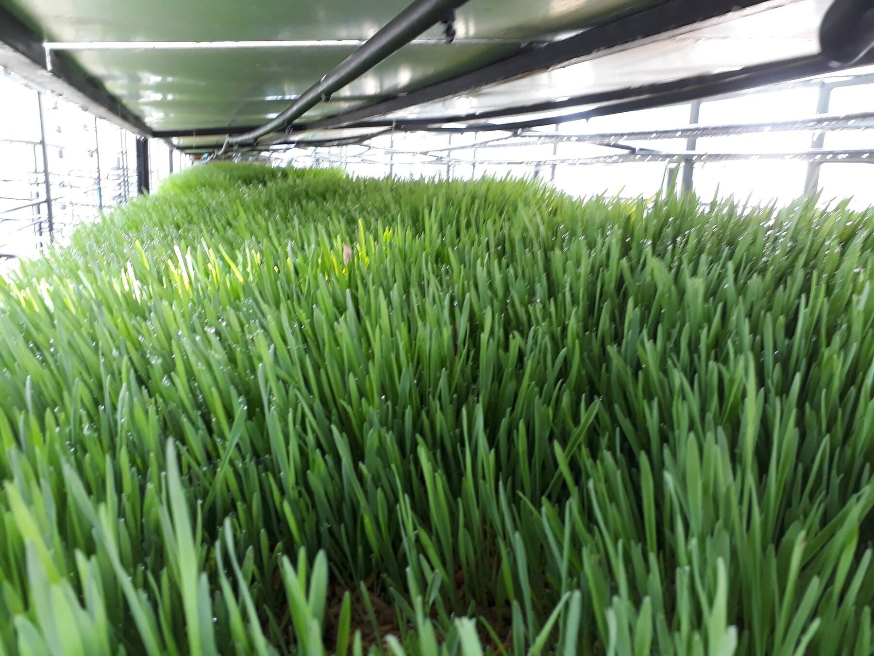 Producción densa de forraje verde hidropónico dentro de una cámara